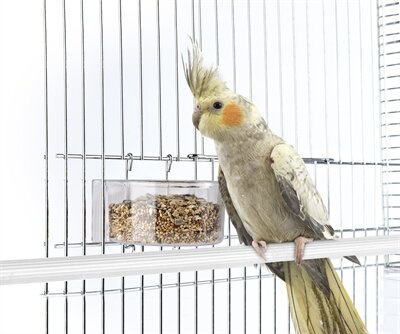 IMAC VOERBAK PARROT