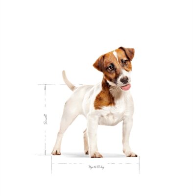 ROYAL CANIN MINI ADULT