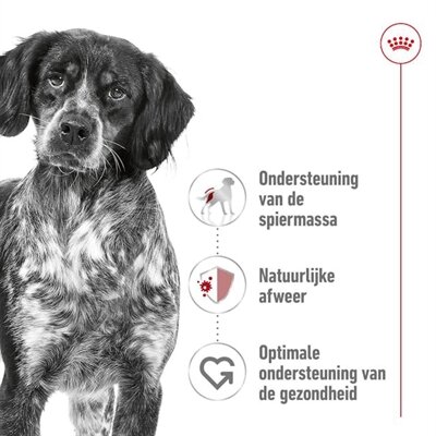 ROYAL CANIN MEDIUM ADULT