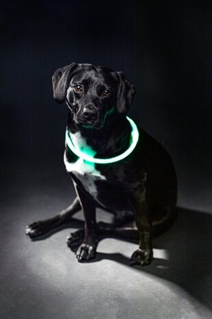TRIXIE LICHTGEVENDE HALSBAND USB FLASH LIGHT OPLAADBAAR TPU GROEN