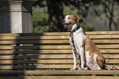 MORSO HONDENRIEM GERECYCLED FULL METAL DOG BRUIN