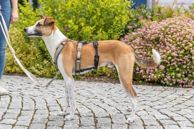 TRIXIE PANIEKADAPTER STAY VOOR TUIGEN ZWART