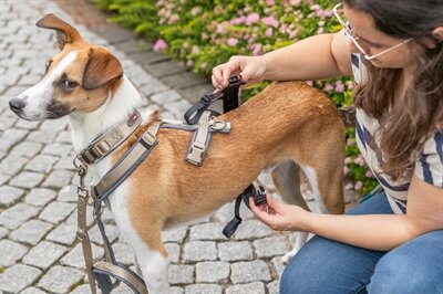 TRIXIE PANIEKADAPTER STAY VOOR TUIGEN ZWART