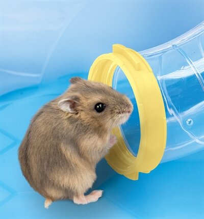 IMAC HAMSTERKOOI FANTASY