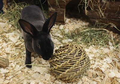 HAPPY PET SPEELBAL WILG