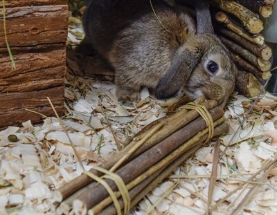 HAPPY PET WILLOW STICKS