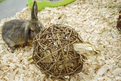 HAPPY PET SPEELBAL WILG NATURE FIRST