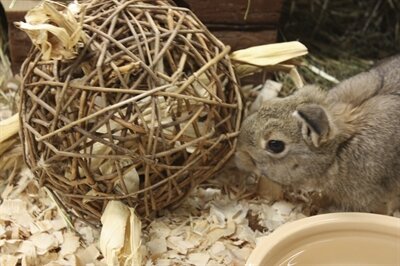 HAPPY PET SPEELBAL WILG NATURE FIRST
