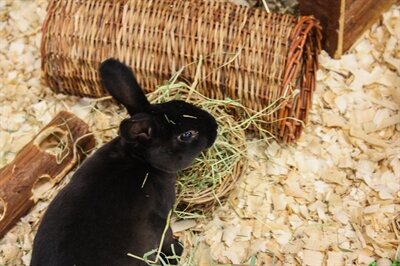 HAPPY PET WILGEN HOOIREK