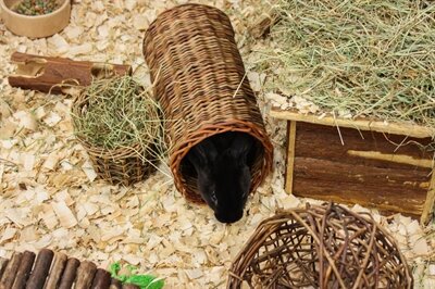 HAPPY PET WILGEN HOOIREK