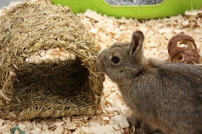 HAPPY PET GRASSY TUNNEL