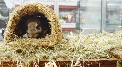 HAPPY PET GRASSY TUNNEL