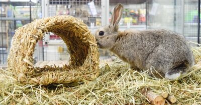 HAPPY PET GRASSY TUNNEL