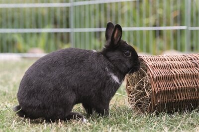 TRIXIE WILGENTUNNEL KONIJN