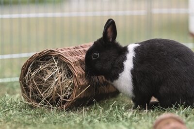 TRIXIE WILGENTUNNEL KONIJN