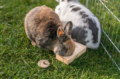 TRIXIE SNACK BOX VOOR RATTEN EN KONIJNEN HOUT