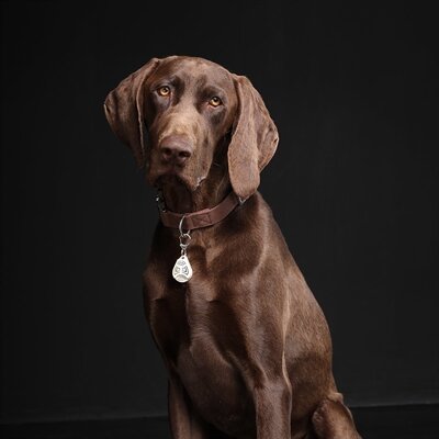 TICKLESS TEEK EN VLO AFWEER VOOR HOND EN KAT BEIGE