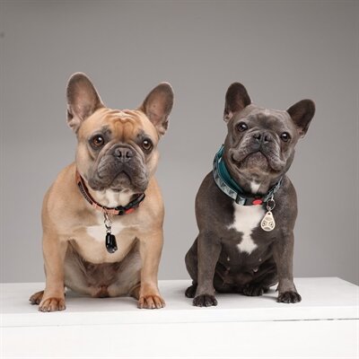TICKLESS TEEK EN VLO AFWEER VOOR HOND EN KAT BEIGE