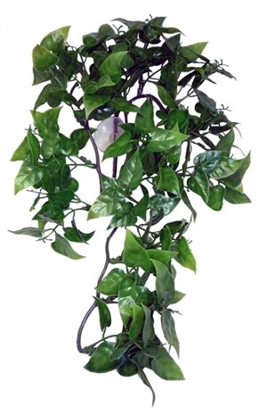 KOMODO PHILODENDRON PLANT