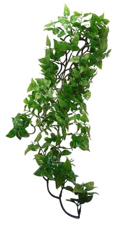 KOMODO PHILODENDRON PLANT
